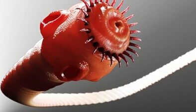 druhy parazitů v lidském těle