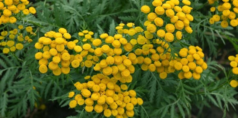 tansy k odstranění parazitů z těla