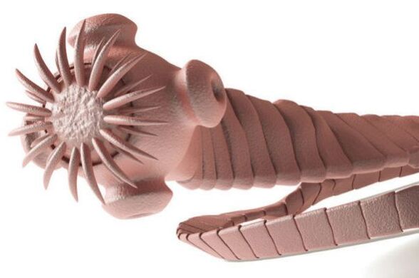 parazita z lidského těla