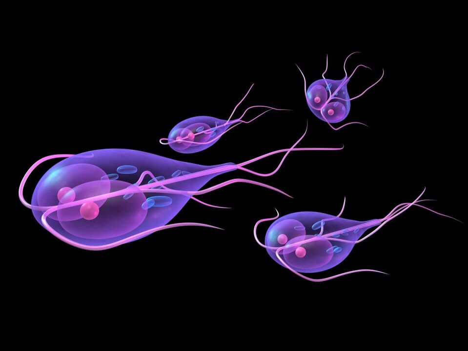 Giardia z lidského těla